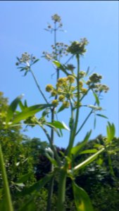 Lovage flowers are even taller this year, 3rd year since planting photo