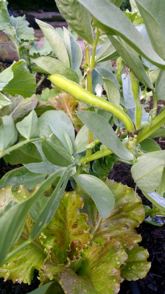 Lettuce and broad beans