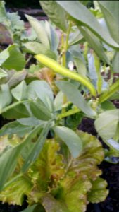 Lettuce and broad beans photo