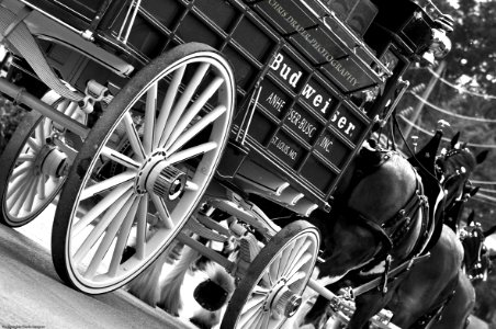 St. Louis Clydesdales photo