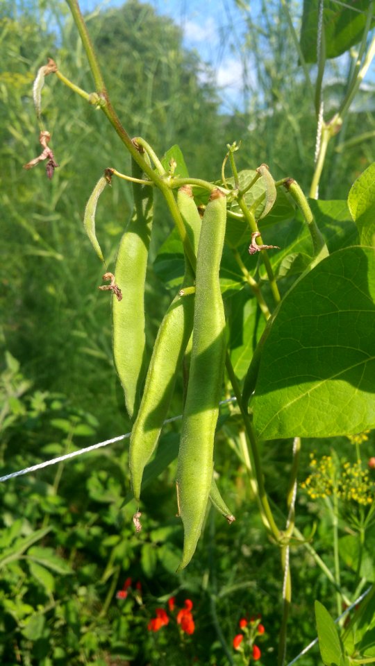 runner beans