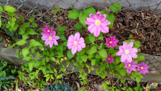 Clematis