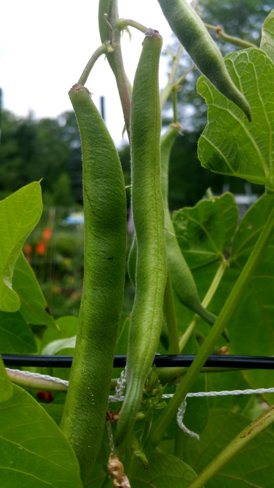 Tenderstar runner beans