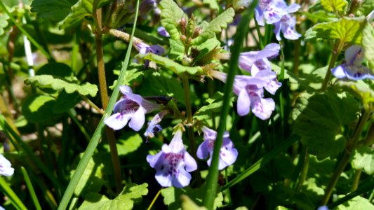 Ground ivy