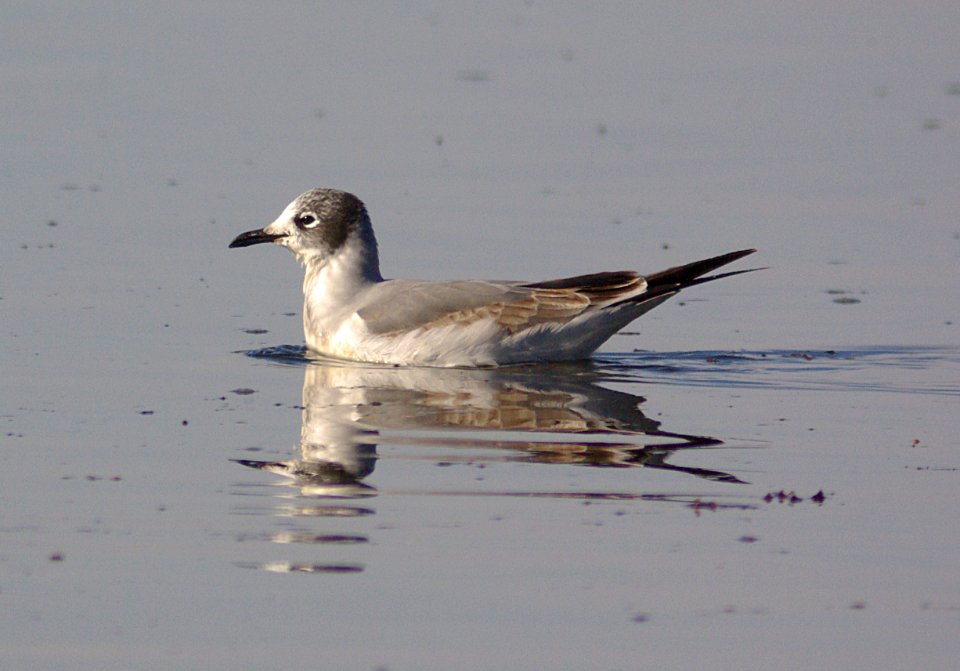 GULL, FRANKLIN'S (11-14-07) ist winter, morro bay est -1