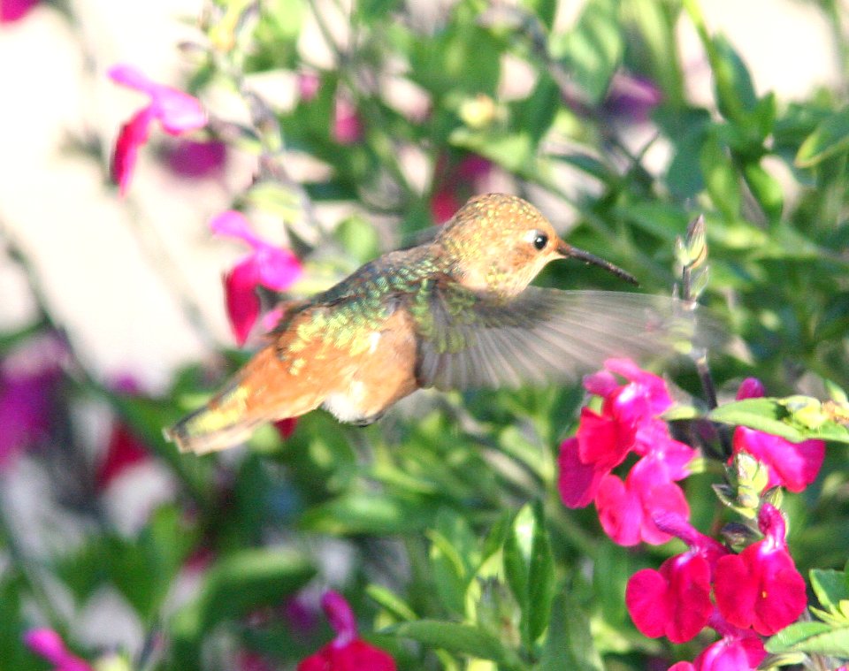 HUMMINGBIRD, ALLEN'S (5-25-08) canet rd, san luis obispo co, ca  -01