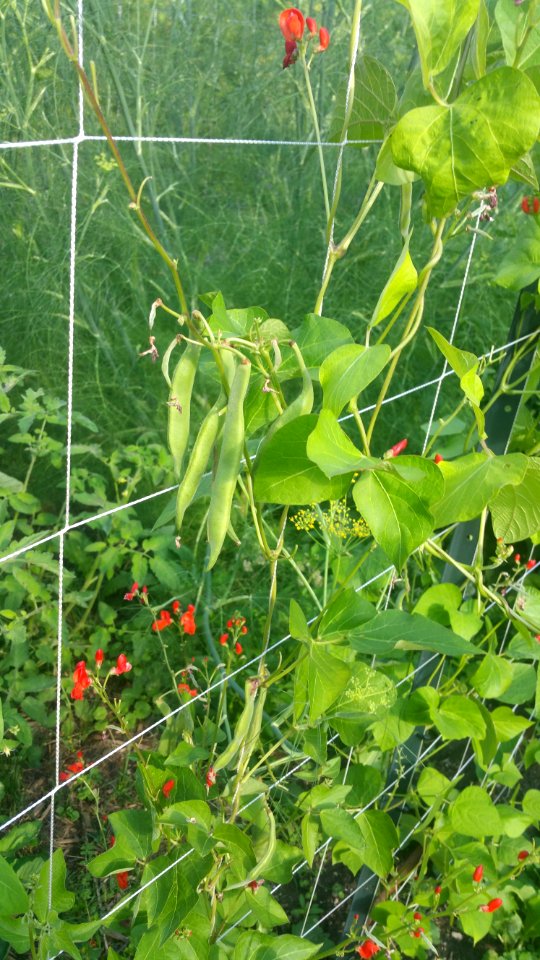 runner beans
