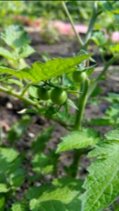 Matt's Wild Cherry tomatoes