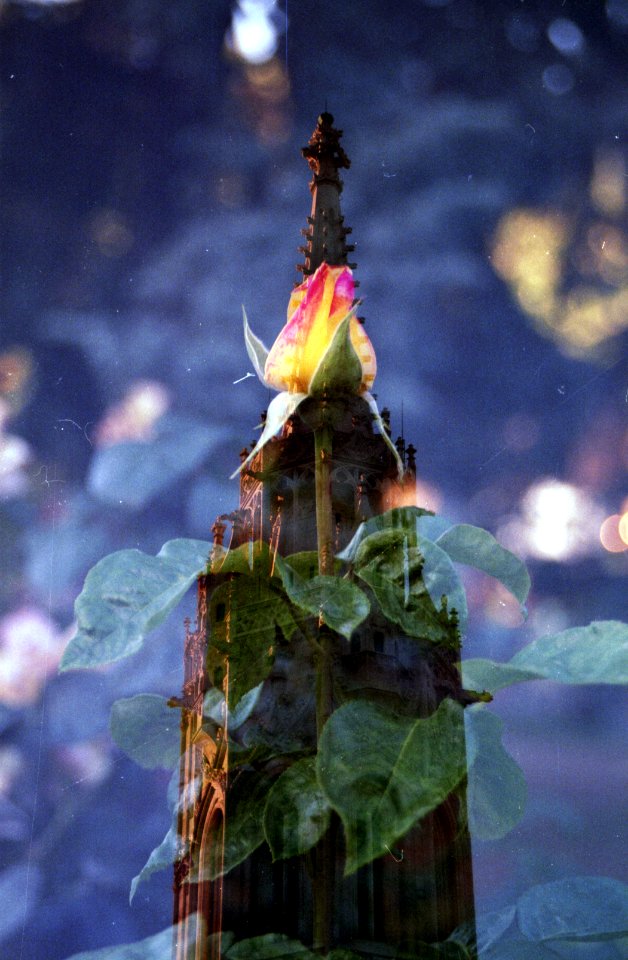 Rose / Matthias Church / Rózsa / Mátyás Templom