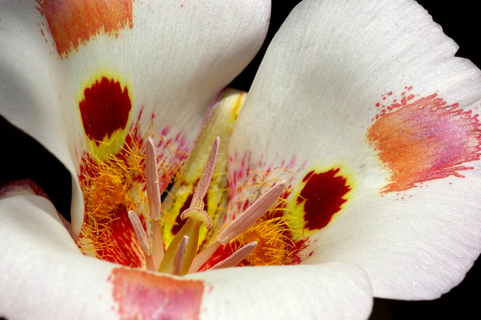 MARIPOSA, sp (calochortus, sp) (6-4-08) carrizo, caliente ridge, carrizo plain nat monument, san luis obispo, ca -26
