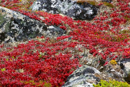THE BIG ROCK GARDEN