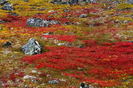 THE BIG ROCK GARDEN