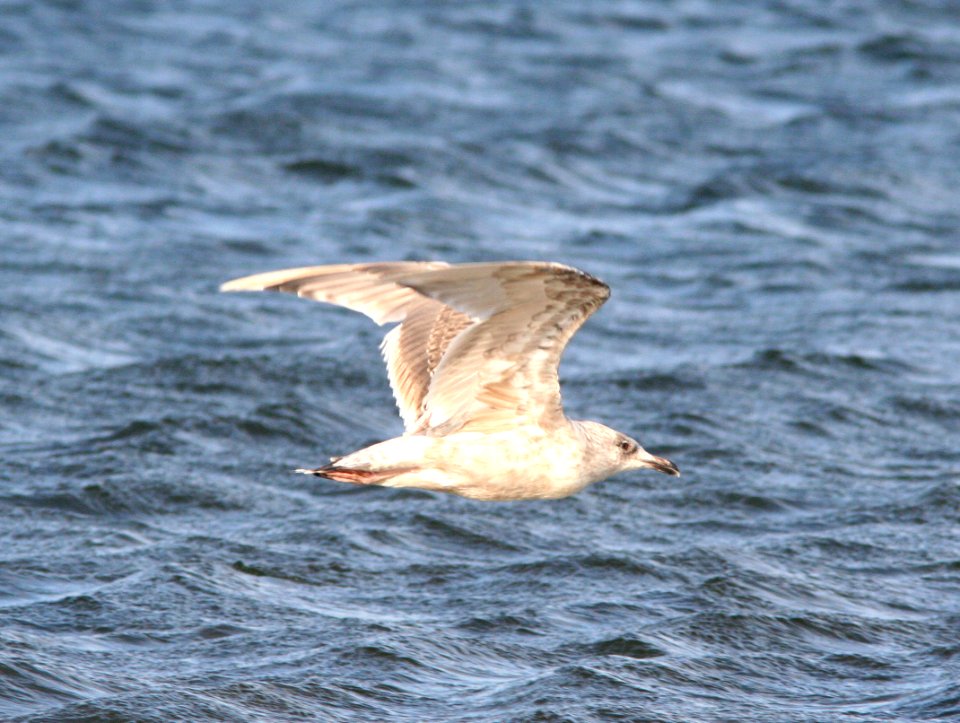GULL, VEGA (9-8-08) third year, Gambell, Ak -01