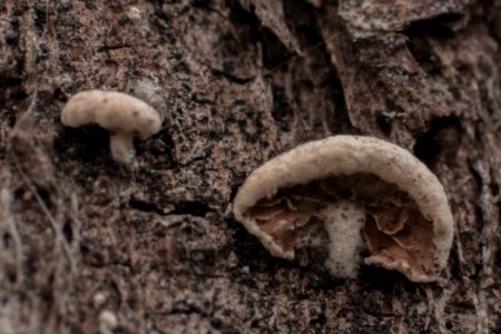 tiny mushrooms on a tree
