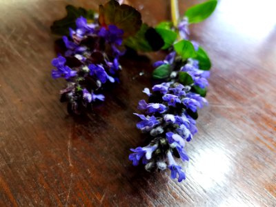 Ajuga reptans Black Scallop vs Ajuga reptans Chocolate Chip. Black Scallop has smaller but more strongly colored flowers