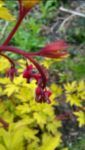 Gold leaved bleeding hearts photo