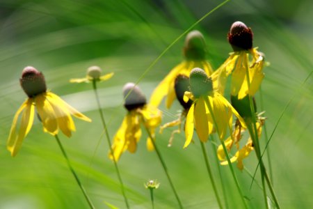 Fleeting Beauty