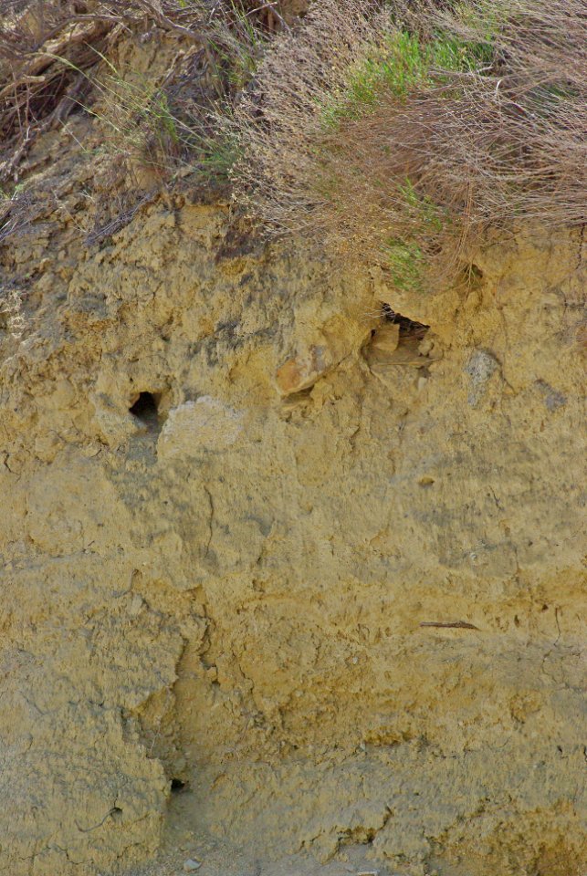 FINCH, HOUSE (3-30-08) nest hole (on right) along van metre wash, carrizo -1