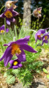 Pulsatilla