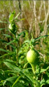 Goldenrod galls, probably from the goldenrod gall fly