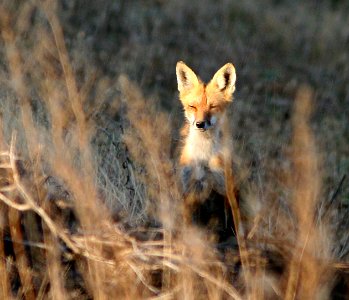 FOX, RED (5-2-07) attascadero waste tx plant, slo co, ca -2