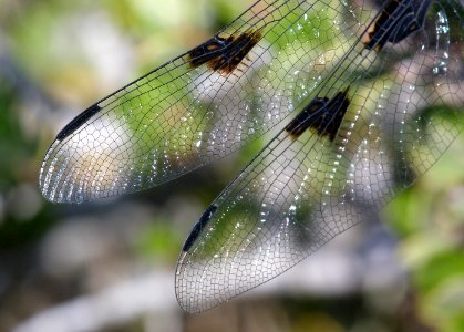 SKIMMER, HOARY (libellula nodisticta) fem, cerro alto north ridge, san luis obispo co, ca -8