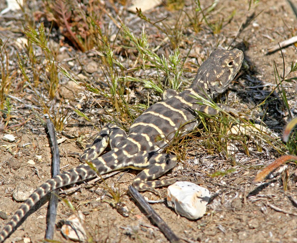 LIZARD, BLUNT-NOSED LEOPARD (Gambelia sila) (3-30-08) van metre wash, carrizo plain national monument, slo co, ca -2