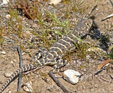 LIZARD, BLUNT-NOSED LEOPARD (Gambelia sila) (3-30-08) van metre wash, carrizo plain national monument, slo co, ca -2