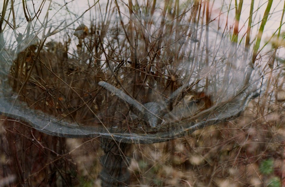 Bird bath + bush