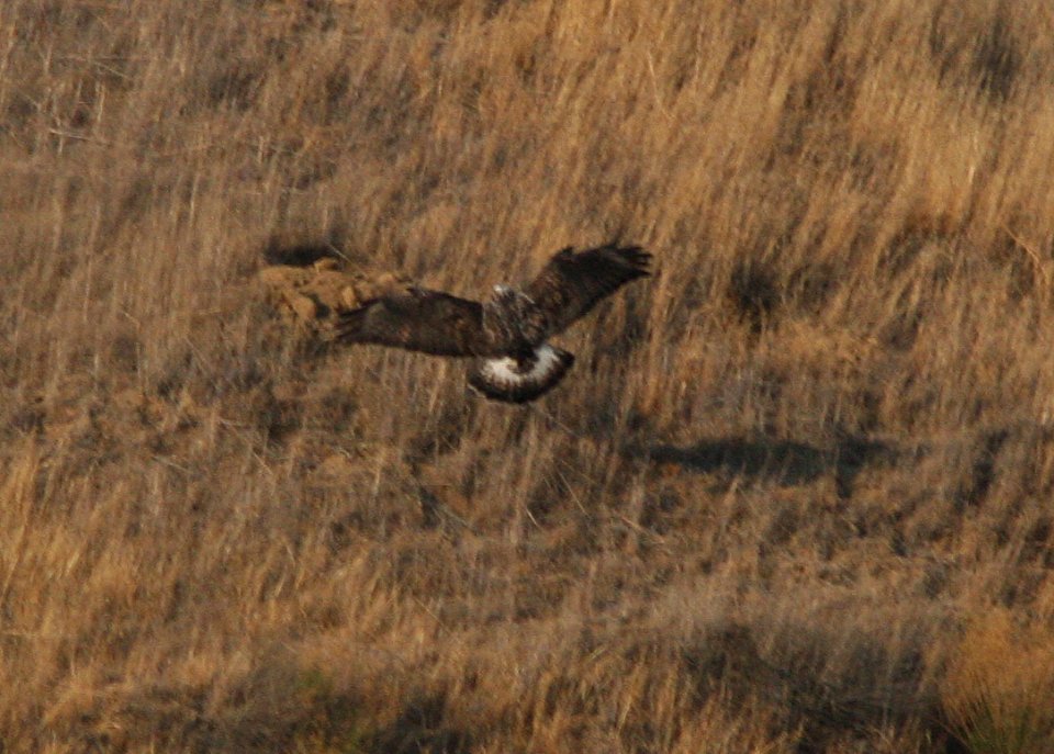 HAWK, ROUGH-LEGGED (11-23-07) carrizo -3