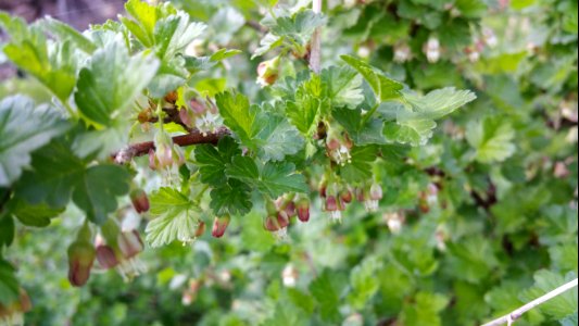 Ribes uva-ursi photo