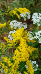 Goldenrod, garlic chives