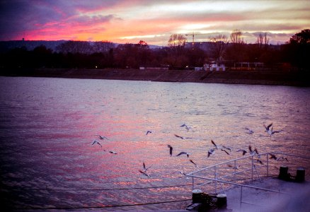 sunset with seagulls over the Danube photo