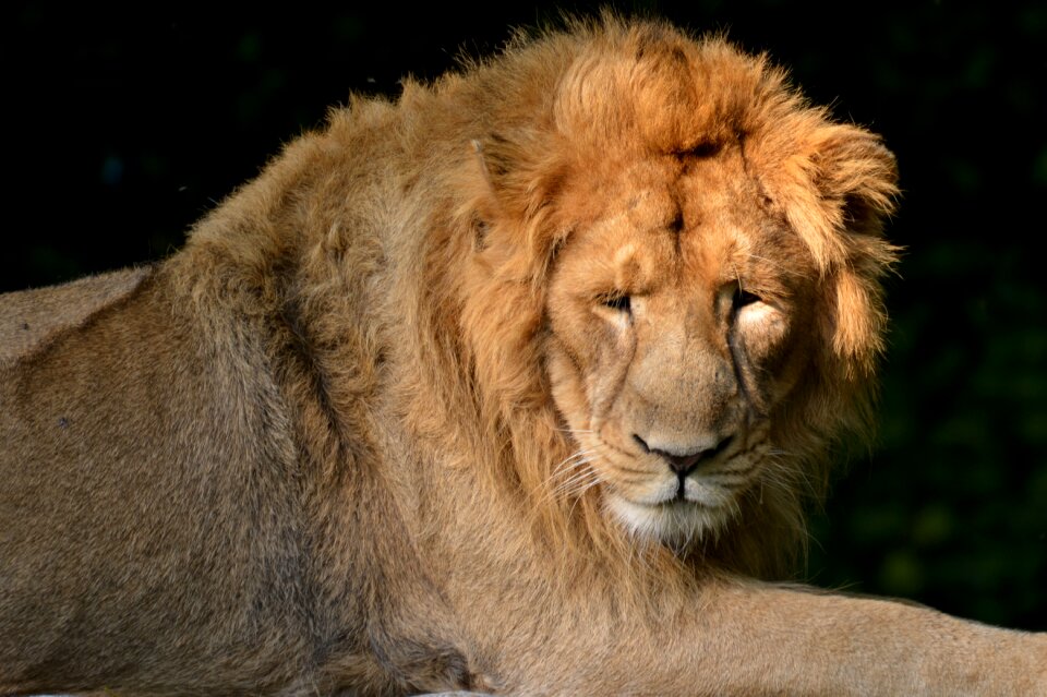 Feline animal animal world