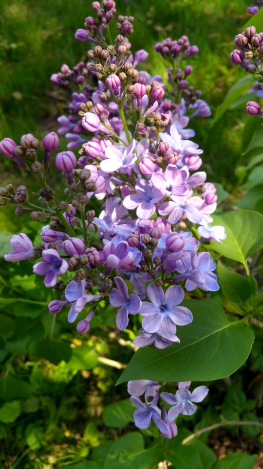 Lilac 'Wonderblue' gets lots of flowers with extra petals photo