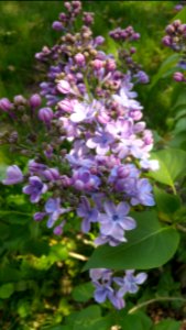 Lilac 'Wonderblue' gets lots of flowers with extra petals photo