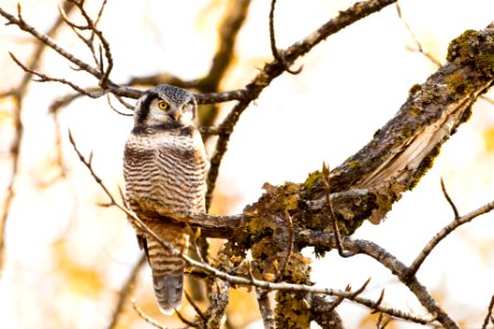 Northern Hawk Owl photo