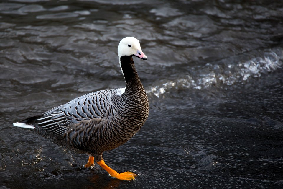 Emperor Goose
