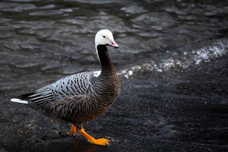 Emperor Goose photo