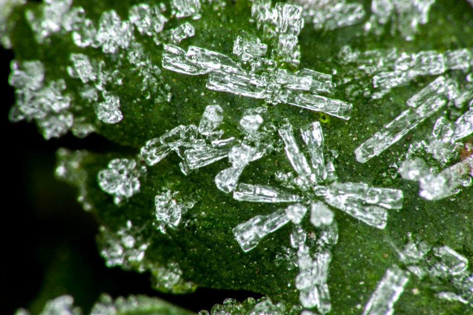 ice flakes on marjoram leaves