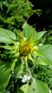 Sunflower with hopper