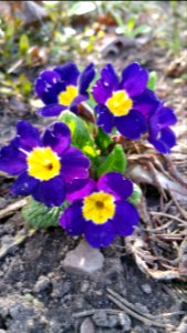 Primula vulgaris