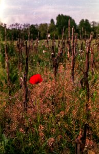 Lone poppy