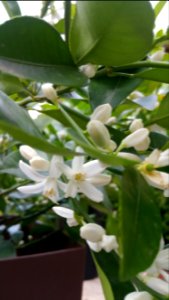 Orange tree has begun to bloom (planted from the seed of a grocery store orange). Smells lovely!
