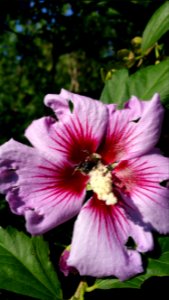 Bee on Hibiscus syriacus photo