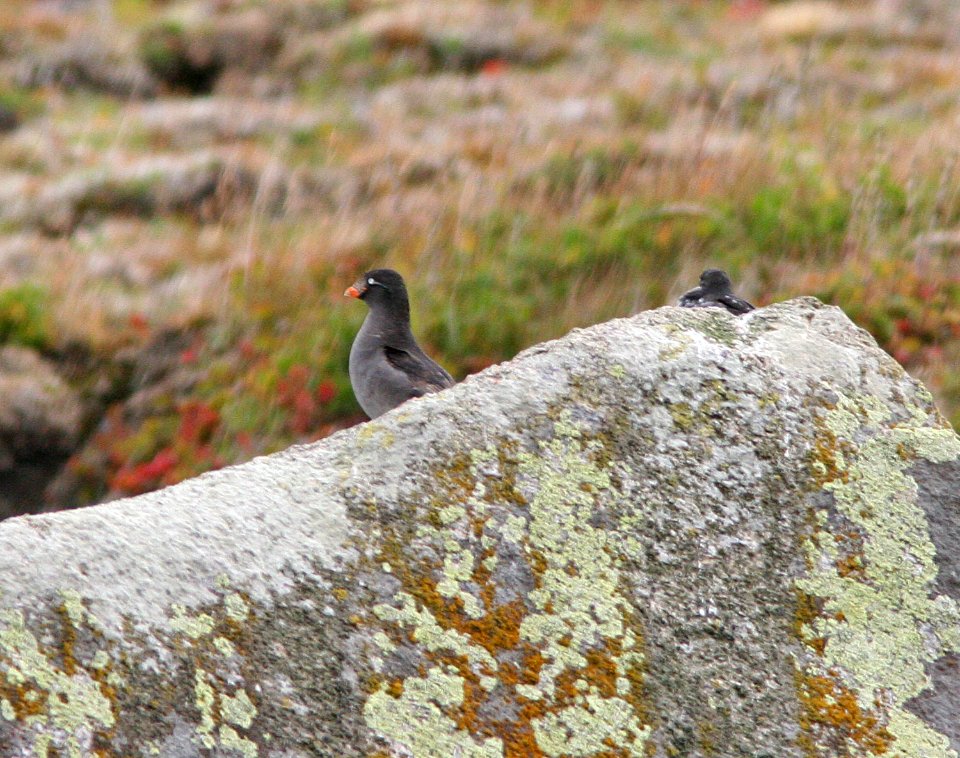 AUKLET, CRESTED (8-29-08) gambell, ak -01
