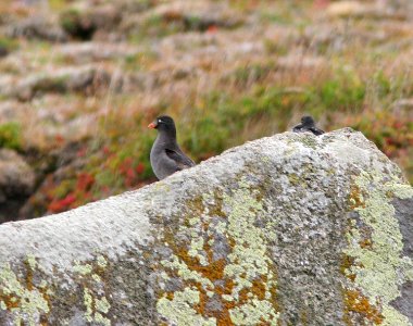 AUKLET, CRESTED (8-29-08) gambell, ak -01