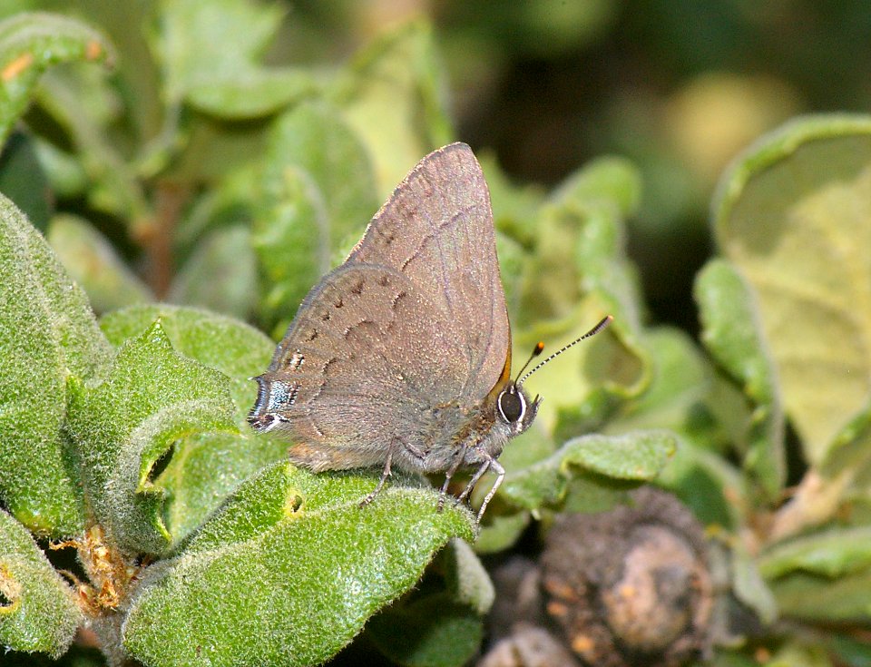 HAIRSTREAK, MOUNTAIN MAHOGANY (satyrium tetra) (6-14-08) cerro alto north ridge, san luis obispo co, ca -1