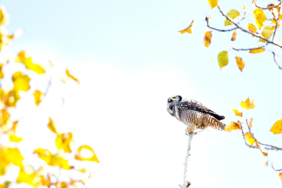 Northern Hawk Owl