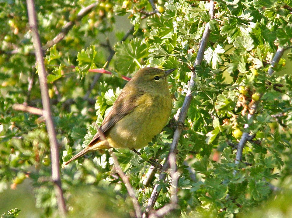 WARBLER, ORANGE-CROWNED (4-21-08) carrizo, caliente -03